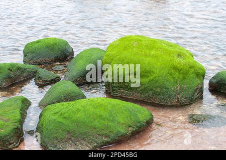 Beautiful stones overgrown with green algae in the sea Stock Photo