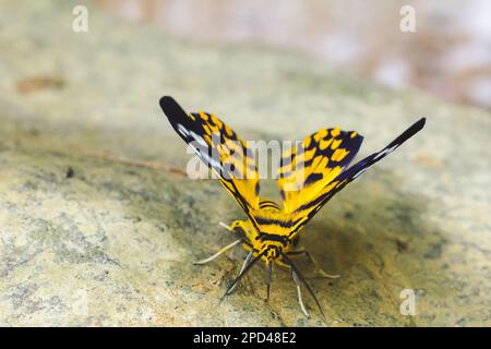 Military Dysphania Moth perched on white rocks along a colorful canal, a butterfly of the Geometridae family. Eat the leaves of Carallia brachiata for Stock Photo