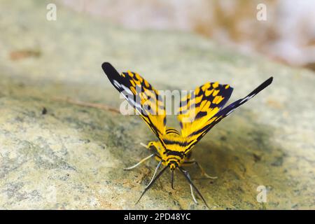 Military Dysphania Moth perched on white rocks along a colorful canal, a butterfly of the Geometridae family. Eat the leaves of Carallia brachiata for Stock Photo