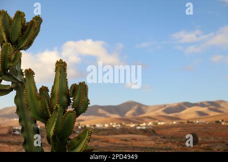 Close-up detail of the Euphorbia Abyssinica cactus with the mountain desert behind Stock Photo