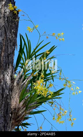 Kruger national park, South Africa Stock Photo