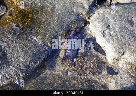 East Atlantic Sally Lightfoot Crab (Grapsus adscensionis) on the sea rock Stock Photo