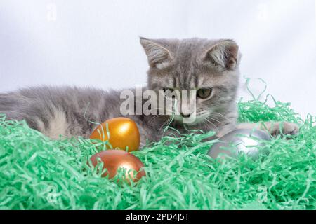 Little gray kitten lying on a paper straw and playing with Easter eggs. Hunt Easter eggs concept. Easter with pets concept Stock Photo