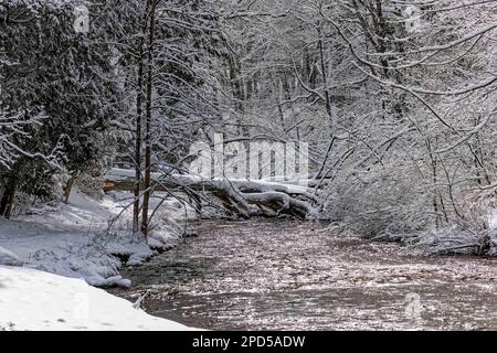 New heavy snow on the park Branches of the tree covered in new snow in Wisconsin Stock Photo