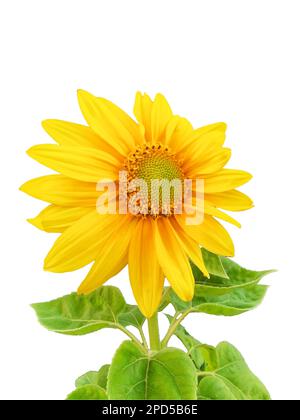 Sonnenblumen freigestellt Stock Photo