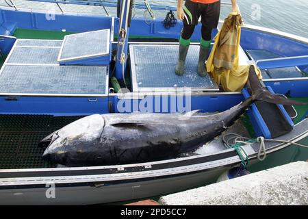 March 13 2023 Los Cristianos Los Cristianos Spain The fishing