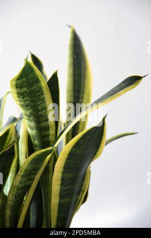 Sansevieria (Dracaena) trifasciata laurentii, aka snake plant or monther-in-laws tongue. Houseplant with linear-lanceolate green and yellow leaves. Stock Photo