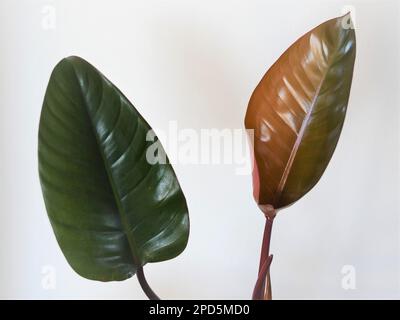 Philodendron rojo congo houseplant, hybrid of imperial red and tatei. Two  leaves, one new leaf, isolated on a white background. Landscape orientation  Stock Photo - Alamy