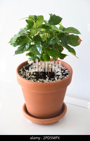 Coffee plant, Coffea arabica, in a terracotta pot, isolated on a white background. Houseplant with green leaves. Portrait orientation. Stock Photo