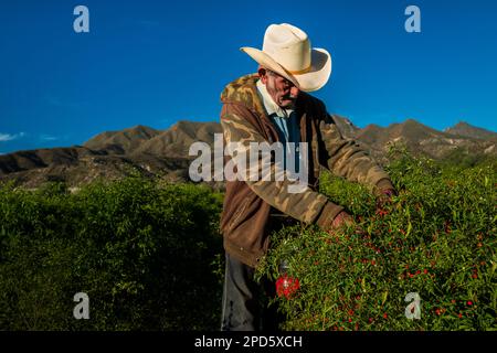 A Mexican rancher picks chiltepin peppers, a wild variety of chili pepper, during a harvest on a farm near Baviácora, Sonora, Mexico. Stock Photo