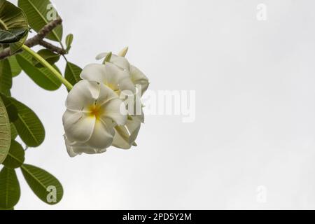 Flower or plumeria flower Bouquet on branch tree, Plumeria is white and yellow petal and blooming is beauty Stock Photo