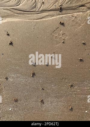 Sandy beach at low tide covered in the messy spaghetti-style casts of blow lugworms (Arenicola marina) type of sandworm, footprint for size comparison Stock Photo