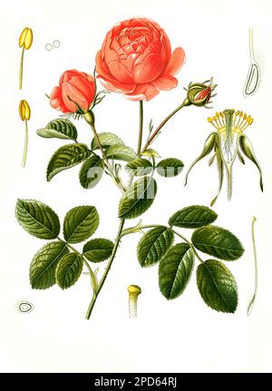 Heilpflanze, Rosa × centifolia, auch Zentifolie, eine Rosengruppe mit gefüllten Blüten, die zu den alten Rosen zählt, Historisch, digital restaurierte Reproduktion von einer Vorlage aus dem 19. Jahrhundert, Stock Photo