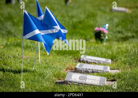 Flags of Scotland decorating grave markers of Canadian servicemen and women on Memorial Day in the United States Stock Photo