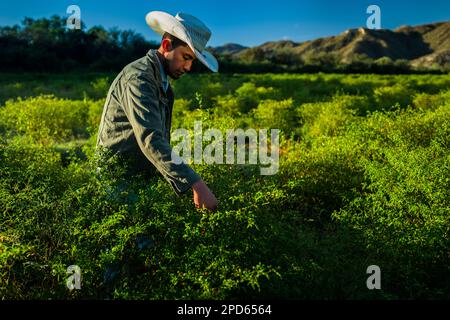 A young Mexican rancher picks chiltepin peppers, a wild variety of chili pepper, during a harvest on a farm near Baviácora, Sonora, Mexico. Stock Photo