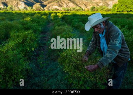 A Mexican rancher picks chiltepin peppers, a wild variety of chili pepper, during a harvest on a farm near Baviácora, Sonora, Mexico. Stock Photo