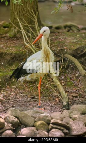 Stork in bird zoo Stock Photo