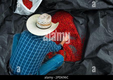 A Mexican rancher collects sun-dried chiltepin peppers, a wild variety of chili pepper, into a sack on a farm near Baviácora, Sonora, Mexico. Stock Photo