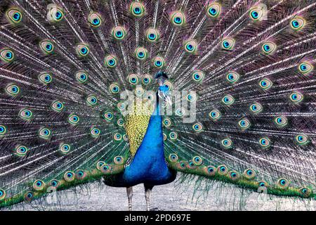 Male peacock with tail feathers open Stock Photo
