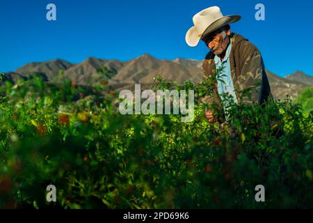 A Mexican rancher picks chiltepin peppers, a wild variety of chili pepper, during a harvest on a farm near Baviácora, Sonora, Mexico. Stock Photo