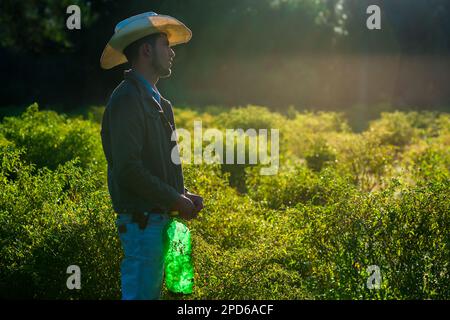 A young Mexican rancher picks chiltepin peppers, a wild variety of chili pepper, during a harvest on a farm near Baviácora, Sonora, Mexico. Stock Photo