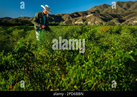 A young Mexican rancher picks chiltepin peppers, a wild variety of chili pepper, during a harvest on a farm near Baviácora, Sonora, Mexico. Stock Photo