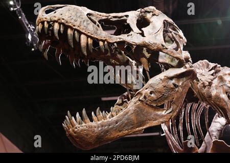 Fossilized Tyrannosaurus Skull With Mouth Open Stock Photo