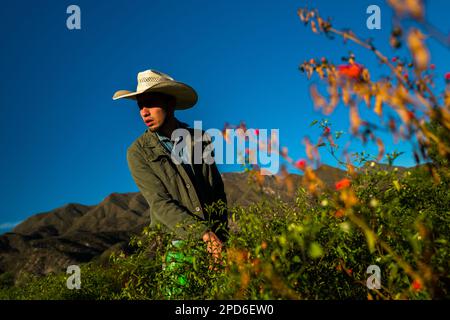 A young Mexican rancher picks chiltepin peppers, a wild variety of chili pepper, during a harvest on a farm near Baviácora, Sonora, Mexico. Stock Photo