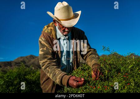 A Mexican rancher picks chiltepin peppers, a wild variety of chili pepper, during a harvest on a farm near Baviácora, Sonora, Mexico. Stock Photo