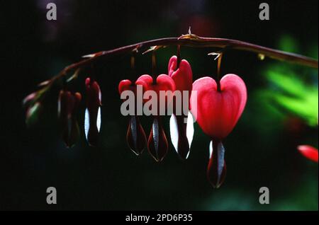 pink bleeding hearts or Asian bleeding heart flowers in close-up Stock Photo