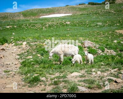 Three mountain goats in the mountains Stock Photo