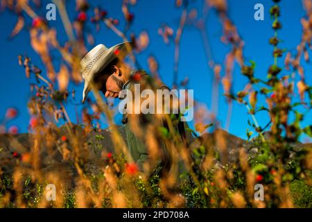 A young Mexican rancher picks chiltepin peppers, a wild variety of chili pepper, during a harvest on a farm near Baviácora, Sonora, Mexico. Stock Photo