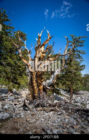 The ancient bristlecone pine tree that has been growing in Great Basin National Park for thousands of years in Nevada Stock Photo
