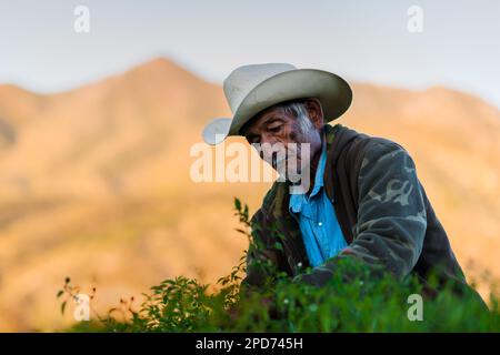 A Mexican rancher picks chiltepin peppers, a wild variety of chili pepper, during a harvest on a farm near Baviácora, Sonora, Mexico. Stock Photo