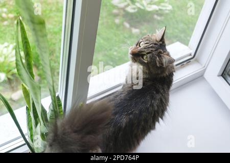 Tabby kitten sitting on the windowsill in summer. Striped domestic cat sitting near open window around houseplants and looking out the window. Image f Stock Photo