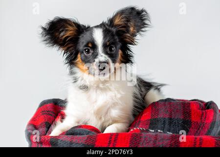 Portrait of cute puppy of papillon dog wrapped in warm blanket lying down on white background Stock Photo