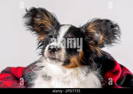 Close up portrait of cute puppy of papillon dog wrapped in blanket Stock Photo