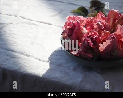 Pink Rosa del Veneto chicory / radicchio / lettuce heads in a bowl on a table with a shaft of sunlight creating high contrast. Space for copy to left Stock Photo