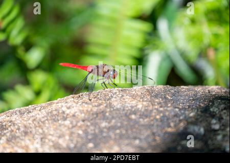 The Spine-tufted skimmer, or brown-backed red marsh hawk, is a species of dragonfly in the family Libellulidae. Dragonfly is sitting on the green leaf Stock Photo