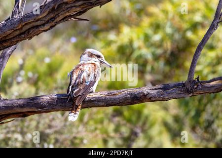 Laughing kookaburra, Dacelo novaeguineae, a territorial tree kingfisher native to Australia. This adult bird in perched in a tree in Freycinet Nationa Stock Photo