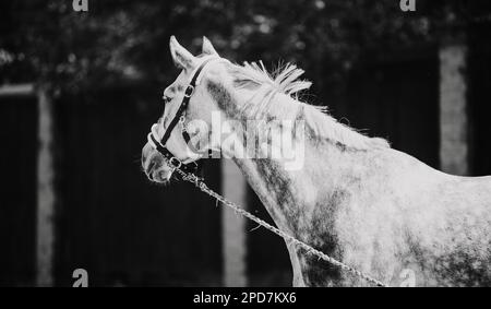 A black-and-white image of a beautiful dappled gray horse being held by the lead rope on a sunny day. Equestrian life. Stock Photo