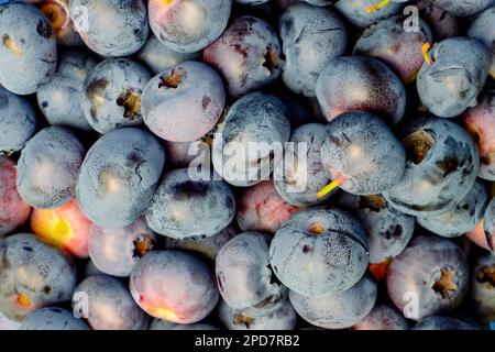 Berry Background. Freshly picked blueberries. Close-up Stock Photo