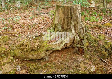 The base of a cut tree still embedded in the hillside with the roots spread out closeup view of the stump Stock Photo