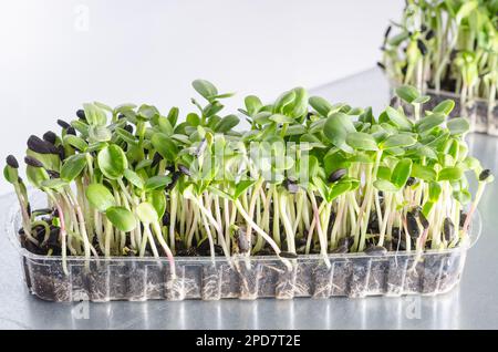 Organic sunflower microgreen sprouts in transparent tray closeup with selective focus. Stock Photo