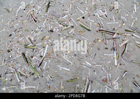 Scattered Sea Shells on Wet Sandy Beach, Lewis, Isle of Lewis, Hebrides, Outer Hebrides, Western Isles, Scotland, United Kingdom, Great Britain Stock Photo