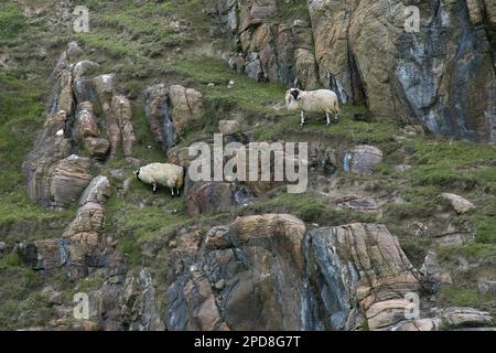 Sheep Climbing on Cliffs, Lewis, Isle of Lewis, Hebrides, Outer Hebrides, Western Isles, Scotland, United Kingdom, Great Britain Stock Photo