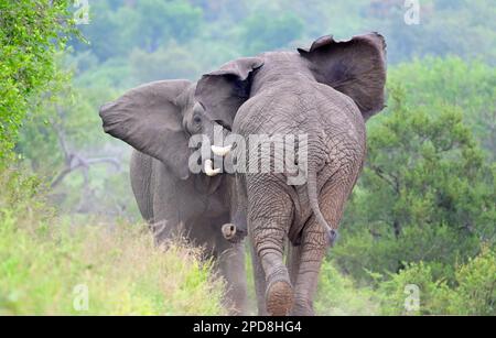 Two African elephant bulls in musth, fighting, Kruger national park, South Africa Stock Photo