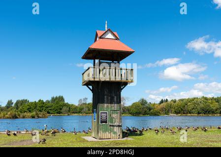 Henley Lake Park in Masterton, New Zealand, on a bright summer day. Bird Observation Tower and geese on the lake edge Stock Photo