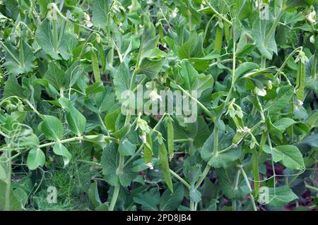 Peas pods ripen in a field on a green bush Stock Photo