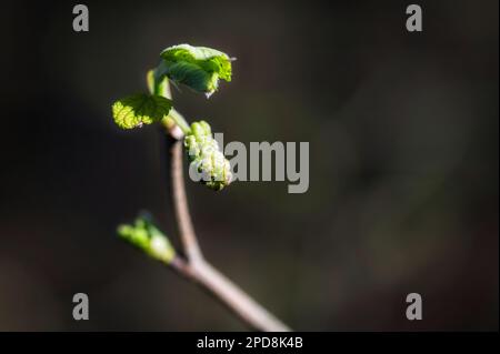 Spring is starting to show itself as this Alnus rubra Bong, Red alder begins to show some leaves. Stock Photo